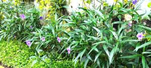 Ein Garten an der Unterkunft KHAS Gresik