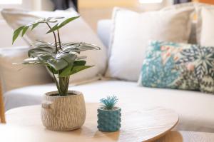 two plants on a coffee table in front of a couch at Centre Ville - Cocon Des Bois - Gare in Saverne +2 photos