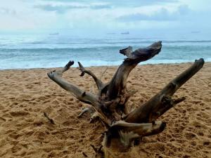 a tree stump in the sand on the beach at Maison H Guest House in Durban