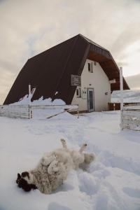 una pecora che giace sulla neve di fronte a un edificio di Utopia Mountain resort Bjelasnica a Bjelašnica