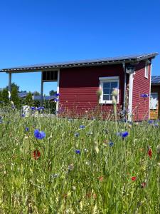een bloemenveld voor een rood huis bij EMSLAND-CAMP 