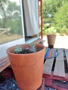 een plant in een pot zittend op een vensterbank bij Tampu, the Container House in Cafayate