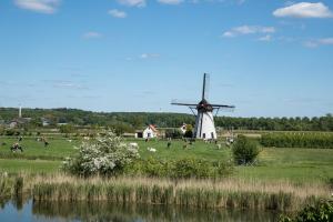 a windmill in a field with a bunch of animals at Pipowagen Eldikse Blauwe in Lienden