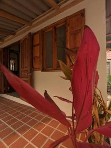 una planta roja frente a una casa en Maison moderne proche du centre-ville en Luang Prabang