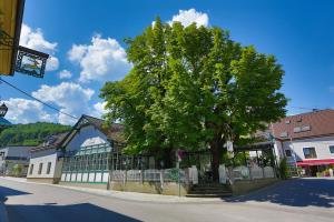 ein Baum an der Seite einer Straße neben einem Gebäude in der Unterkunft Apartment Welser in Ybbsitz