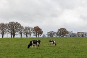 的住宿－Casa A Curiscada，两头奶牛在一片绿草丛中放牧
