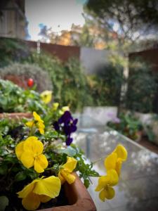 A garden outside Casetta Még 5 kép