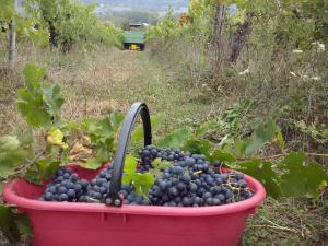 Zahrada ubytování Agriturismo La Querce