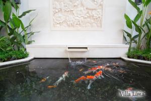 a koi pond in front of a white wall at Villa Mia Seminyak - Boutique Villas in Seminyak