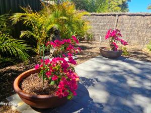 two potted plants with pink flowers on a patio at Tranquil Gumnut Cottage - Close to Airport in Perth