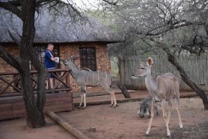 a man standing next to two deer in front of a building at Khumbula iAfrica 1 in Marloth Park