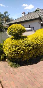 a bush with yellow flowers in front of a house at Fabulous guest house in Pietermaritzburg
