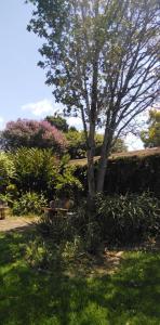 un parque con un árbol y algunos arbustos en Fabulous guest house en Pietermaritzburg