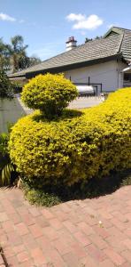 a bush with yellow flowers in front of a house at Fabulous guest house in Pietermaritzburg