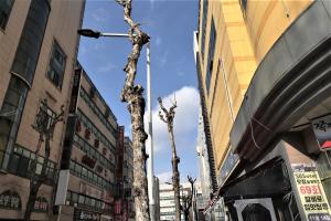 two trees in the middle of a city street at Hani Motel in Daejeon