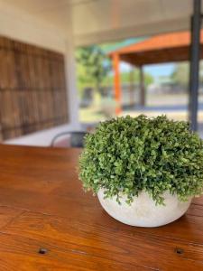 eine grüne Pflanze in einem weißen Topf auf einem Holztisch in der Unterkunft Cosy Queenslander in the heart of town. in Mareeba