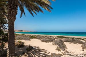 a beach with a palm tree and the ocean at Home2Book Aloha Palm in Costa Calma