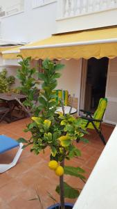Ein Garten an der Unterkunft casa luxury 2 nudista