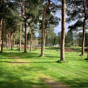 un gruppo di alberi in un parco con erba verde di The Springer Van - Beautiful, luxury static caravan ad Aberlour