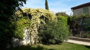 um arbusto coberto de flores brancas num quintal em Clos de la Noria em Pont-Saint-Esprit