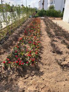 een tuin van rode bloemen op een onverharde weg bij Apartment in the City Center Neama Bay and free Wi-Fi in Sharm El Sheikh