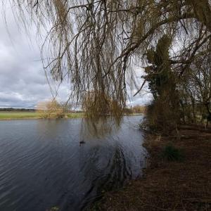 a tree hanging over a body of water at West Farm Cottage in Godmanchester