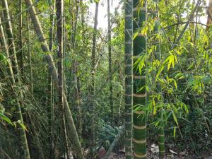 Vrt pred nastanitvijo OLP Treehouse Cerro Azul