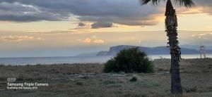 a palm tree in the middle of a field at CIVICO 16A - Apartment - with private parking in Quartu SantʼElena