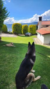 Domácí mazlíčci ubytovaní s hosty v ubytování Hospedaje campestre los pinos