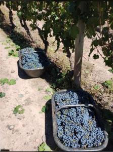 two containers filled with blueberries next to a tree at Entre Viñedos in Ciudad Lujan de Cuyo