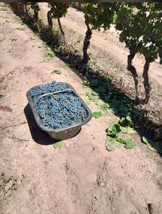 a bowl of rocks sitting on the ground next to trees at Entre Viñedos in Ciudad Lujan de Cuyo