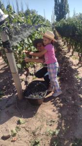 a little girl is standing next to a basket of grapes at Entre Viñedos in Ciudad Lujan de Cuyo