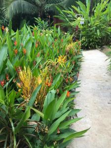 a garden with green plants and a walkway at FLOR DE PARAISO BUNGALOWS in Montezuma