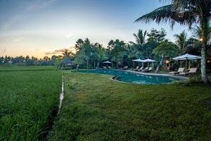 una piscina del complejo con sillas y sombrillas en un campo en Arya Villas Ubud en Ubud