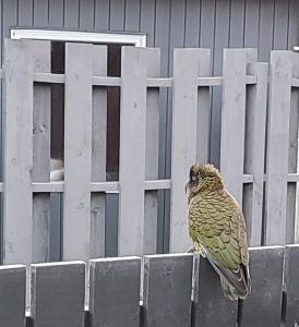 un pájaro sentado en la parte superior de una valla en Kea Retreat en Franz Josef