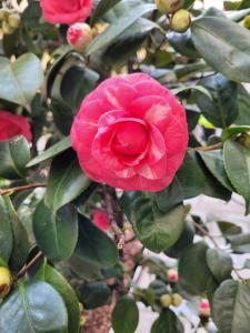 Photo de la galerie de l'établissement Ca' Letizia, à Stresa 29 autres photos