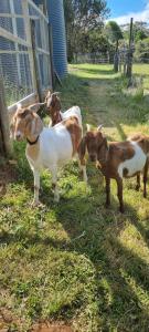 a group of animals standing in the grass at Wally's Edge 20acre Farm Stay in Rawson