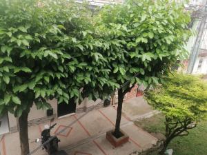 Zahrada ubytování Bienvenido a tu segundo hogar a dos cuadras del centro recreaciónal lagos club comfatolima