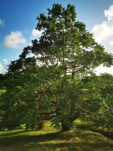 Un paisaje natural cerca del departamento