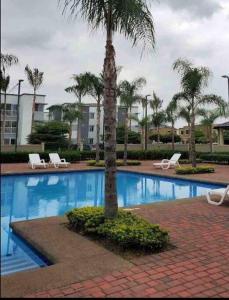 una palmera sentada junto a una piscina en Departamento en La joya full, en Guayaquil