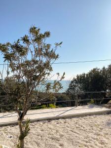 un petit arbre au milieu d'un champ de sable dans l'établissement Villa dei Trabocchi - Accogliente casale per famiglie che affaccia sul mare, à Ortona