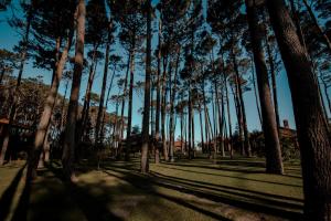 una fila de palmeras en un parque con el cielo en Il Belvedere en Punta del Este