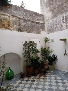 A garden outside Salento magic