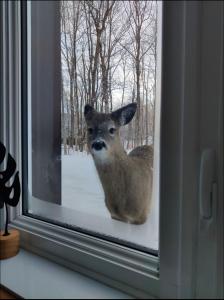 un ciervo está mirando por una ventana en Wellness Sutton cabin #267 Rez-de-chaussée, en Sutton