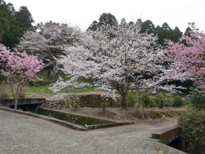 Giardino di 満天の庭 Manten-no-niwa