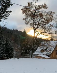 Ein Baum im Schnee mit der Sonne im Hintergrund in der Unterkunft Roubenka u potoka Jizerské hory in Desná