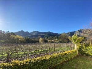 a view of a vineyard with mountains in the background at Olive and Vine Farm Cottage in Franschhoek