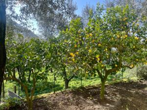 two orange trees in an orchard at Sorrento Realty Holidays - The smile of the sun in Sorrento