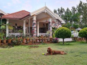 ein Hund, der im Gras vor einem Haus liegt in der Unterkunft The Vintage Chikmagalur in Chikmagalur