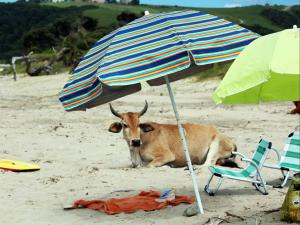 a cow laying under an umbrella on the beach at Swell Eco Lodge in Mdumbi